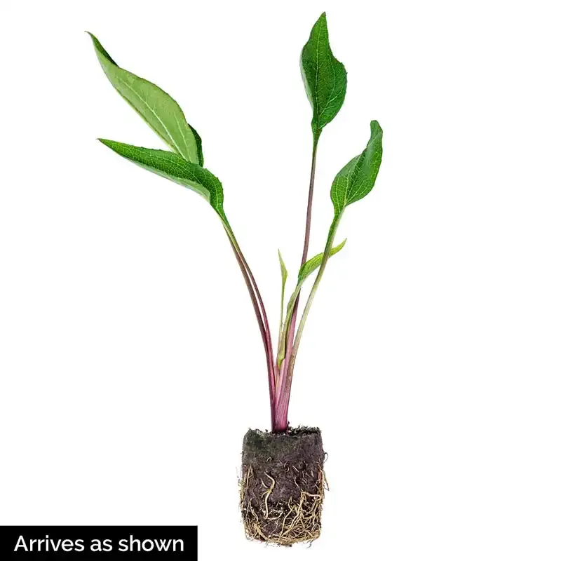 Strawberry Mango Coneflower Echinacea Perennial Garden Plant 3