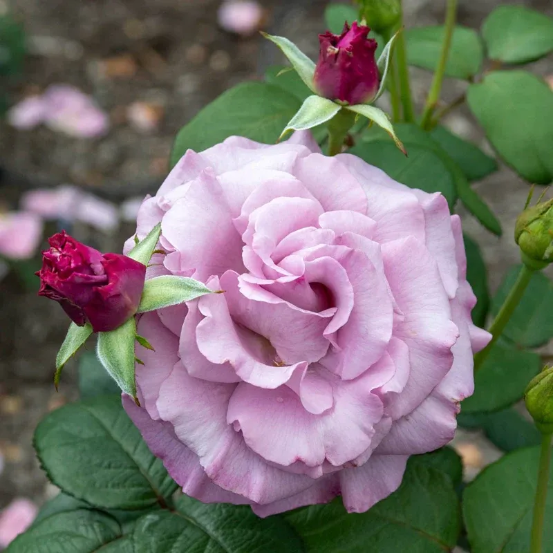 Neptune Hybrid Tea Rose - Lavender Fragrant Garden Bush 1