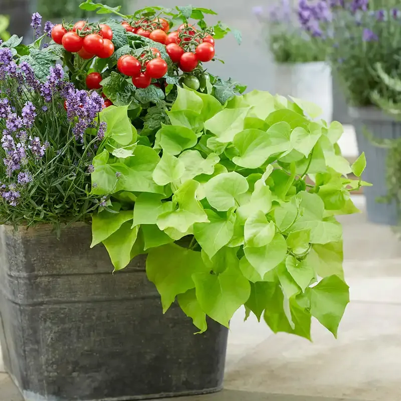 Treasure Island Makatea Sweet Potato Vine Ornamental Trailing Foliage