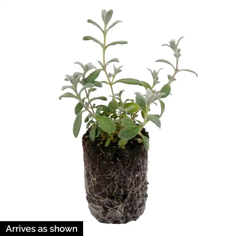 Cerastium Tomentosum Snow in Summer Perennial Ground Cover 1