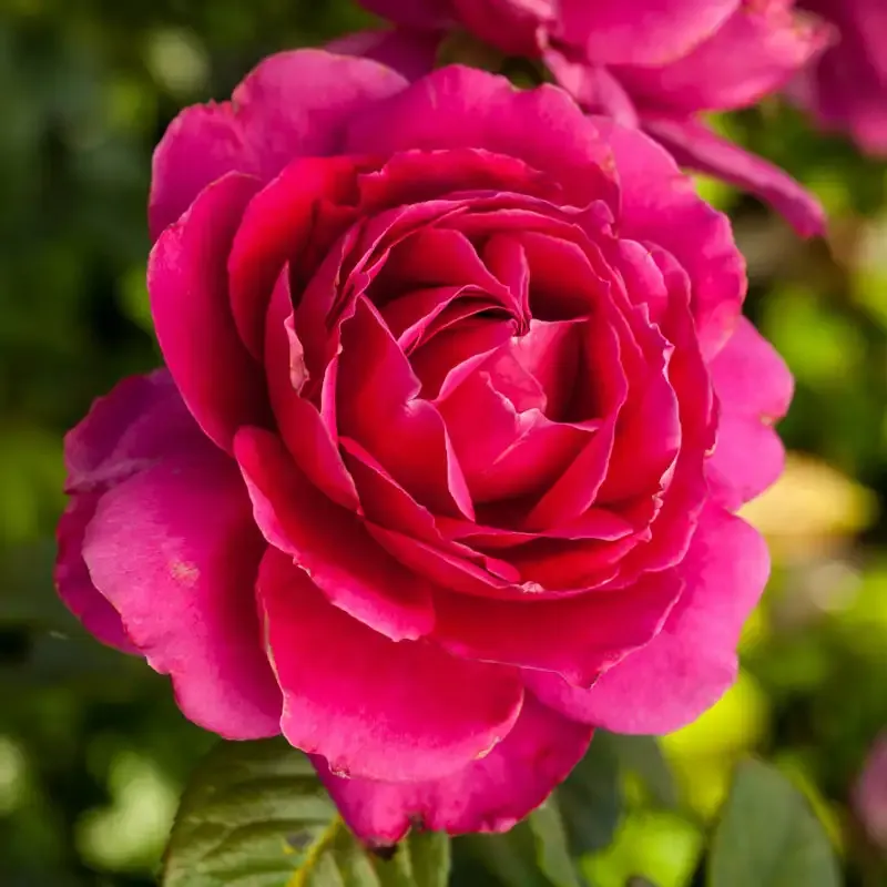 Hybrid Tea Rose Bush - Large Fragrant Flowering Garden Shrub 1