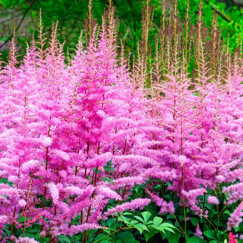 Astilbe Amethyst Perennial Shade Plant with Deep Purple Plumes
