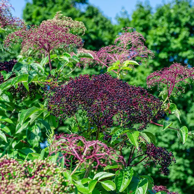 Pocahontas Elderberry Shrub - Sambucus canadensis Variety