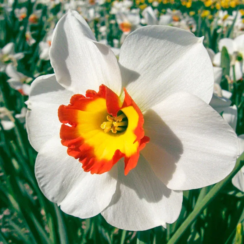 Large Cupped Daffodil Colin's Joy Perennial Flowering Bulb