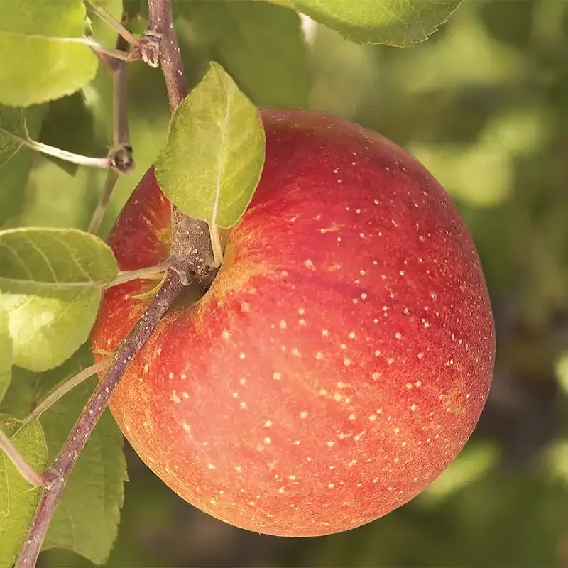 Fuji Apple Tree - Deciduous Fruit Tree for Home Orchards
