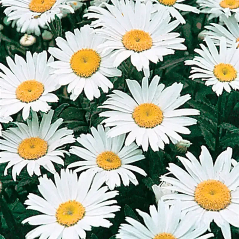Alaska Shasta Daisy Perennial Garden Plant