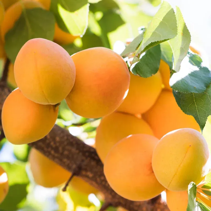 Blenheim Royal Apricot Heirloom Variety