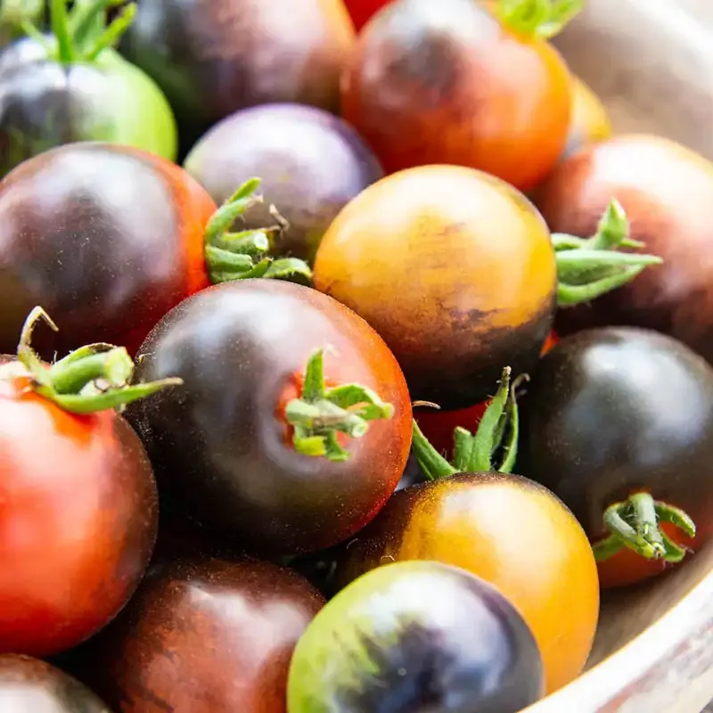 Midnight Snack Hybrid Tomato Seeds - Indeterminate Cherry Tomato Variety 1