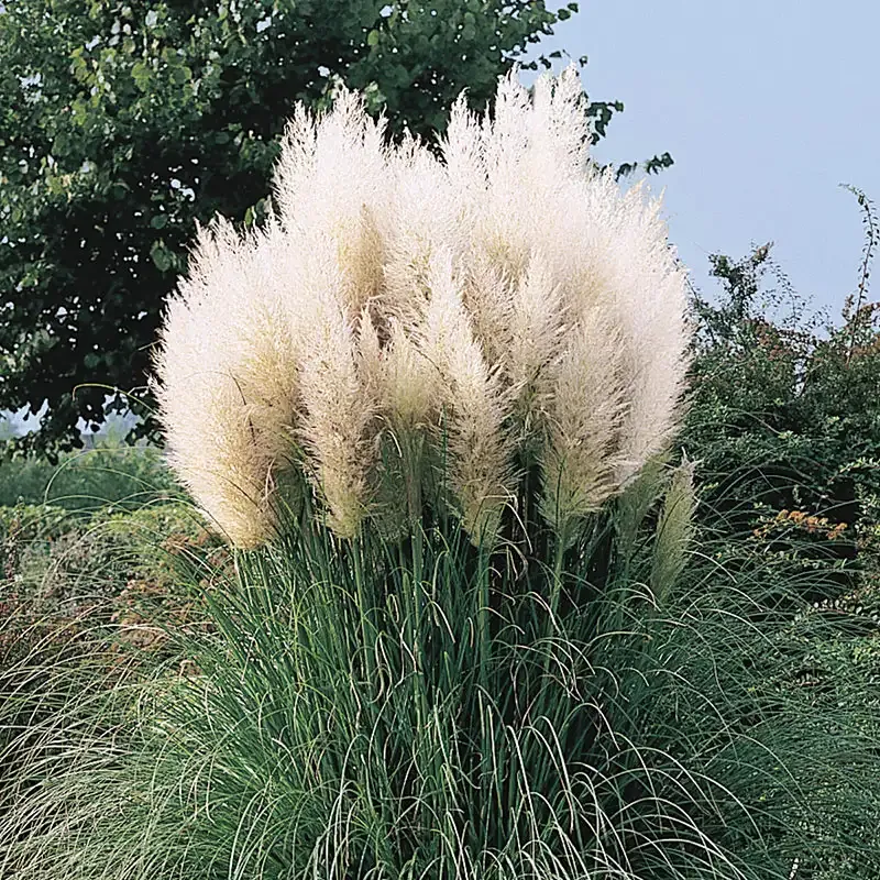 Natural White Pampas Grass Dried Floral Stems for Home Decor
