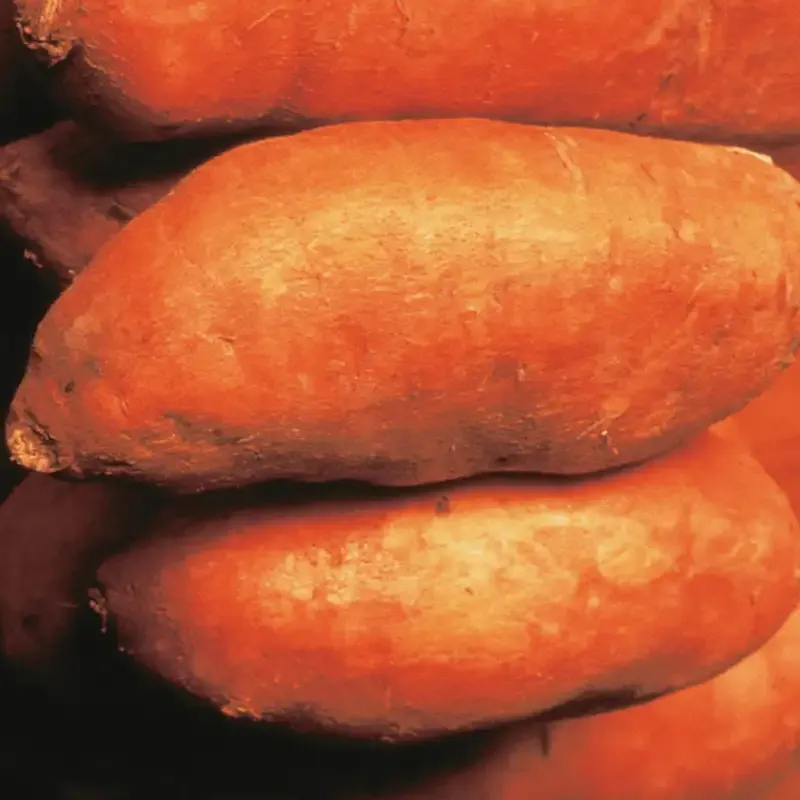 Beauregard Sweet Potato - Raw Orange Flesh Root Vegetable
