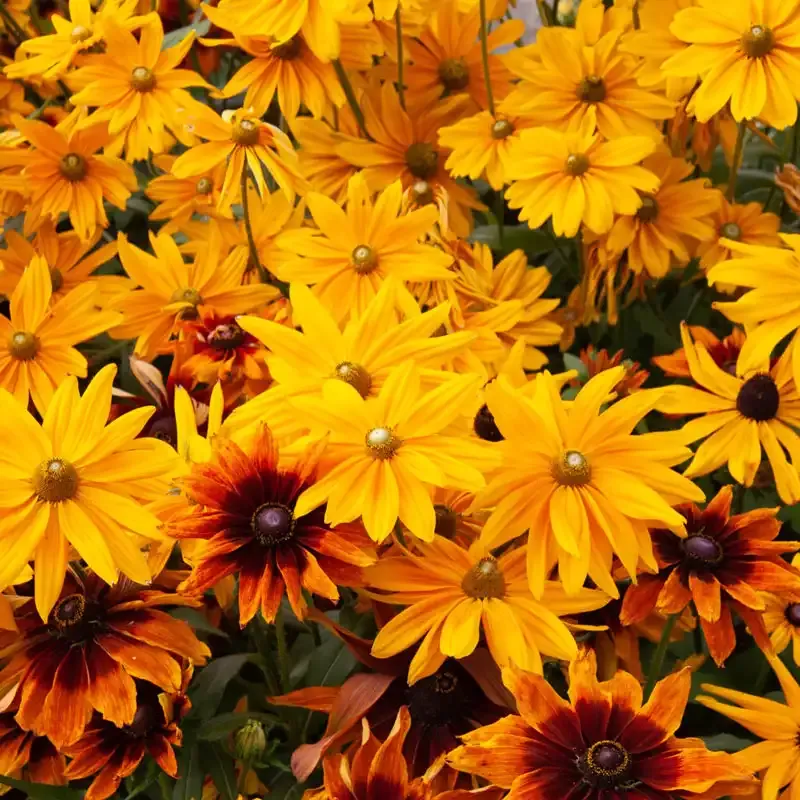 Autumn Colors Rudbeckia Perennial Coneflower Seeds