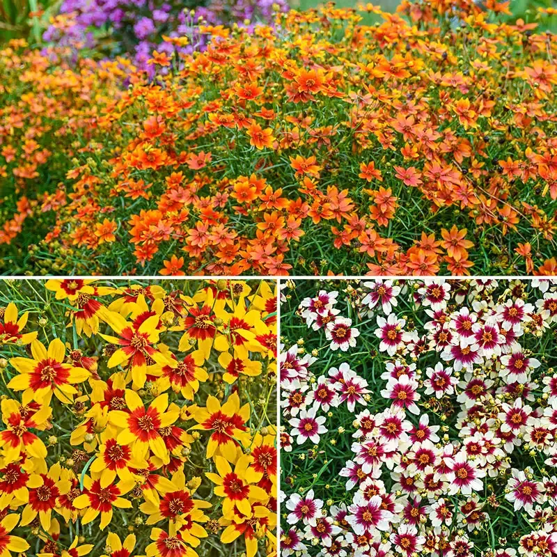 Tickseed Trio Perennial Coreopsis Flower Seed Collection