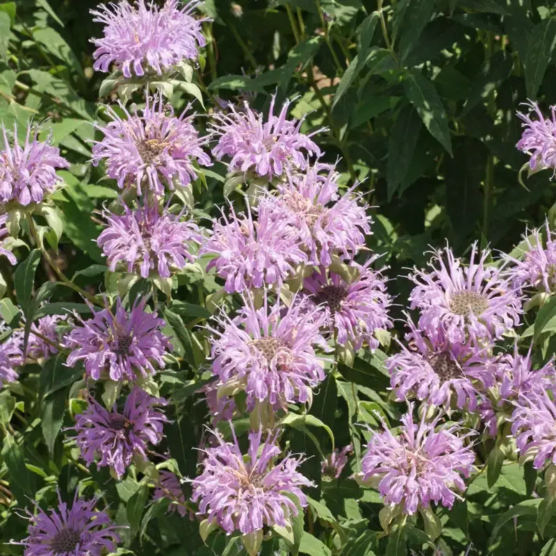 Pure Bergamot Essential Oil - Citrus Botanical Extract for Aromatherapy