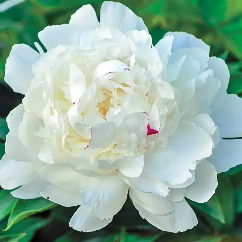 Festiva Maxima Peony Bare Root Perennial White Double Bloom Flower