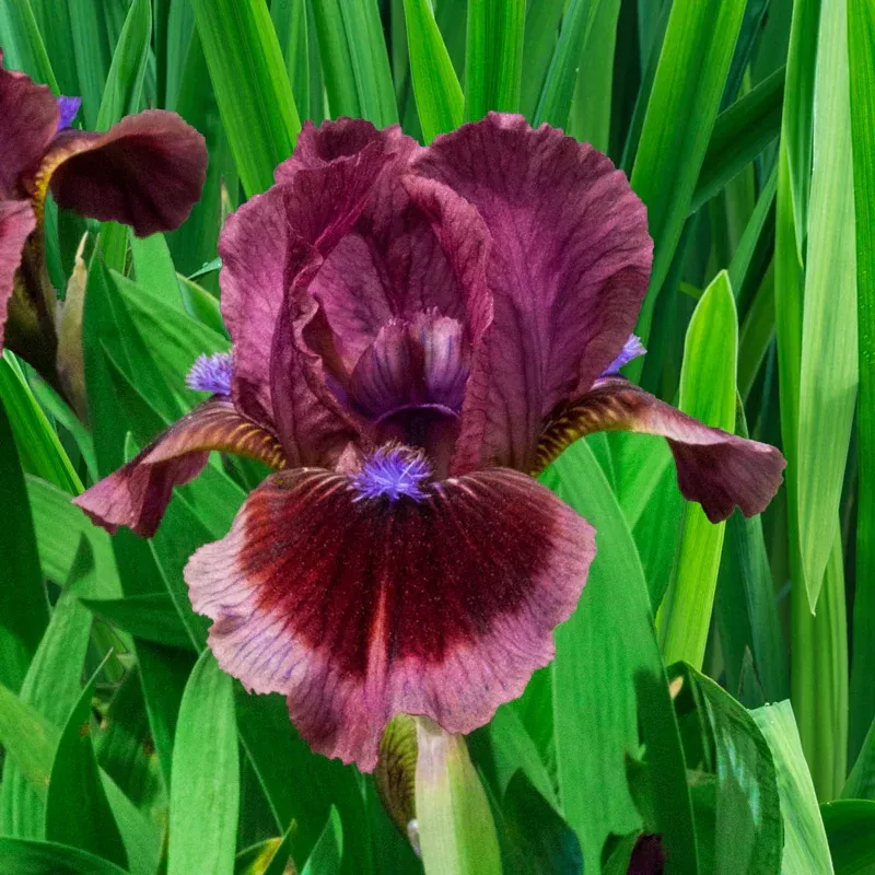 Cat's Eye Dwarf Bearded Iris Perennial Rhizomes for Garden Borders