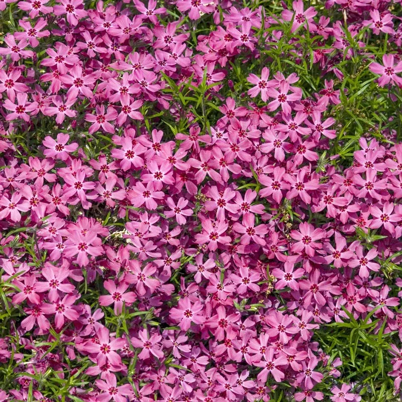 Creeping Phlox Mixture Perennial Ground Cover Flower Seeds 4