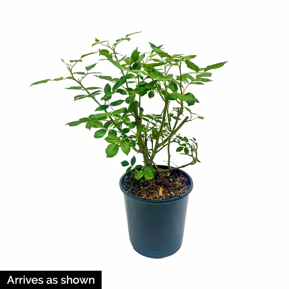 In Your Eyes Shrub Rose - Repeat Blooming Garden Shrub 1