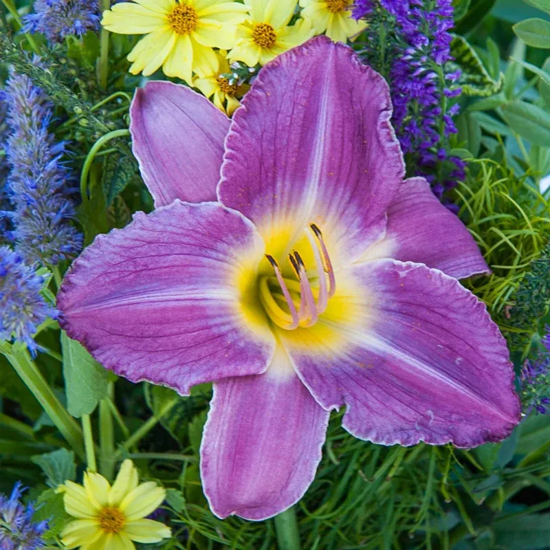 Prairie Blue Eyes Daylily Perennial Garden Plant
