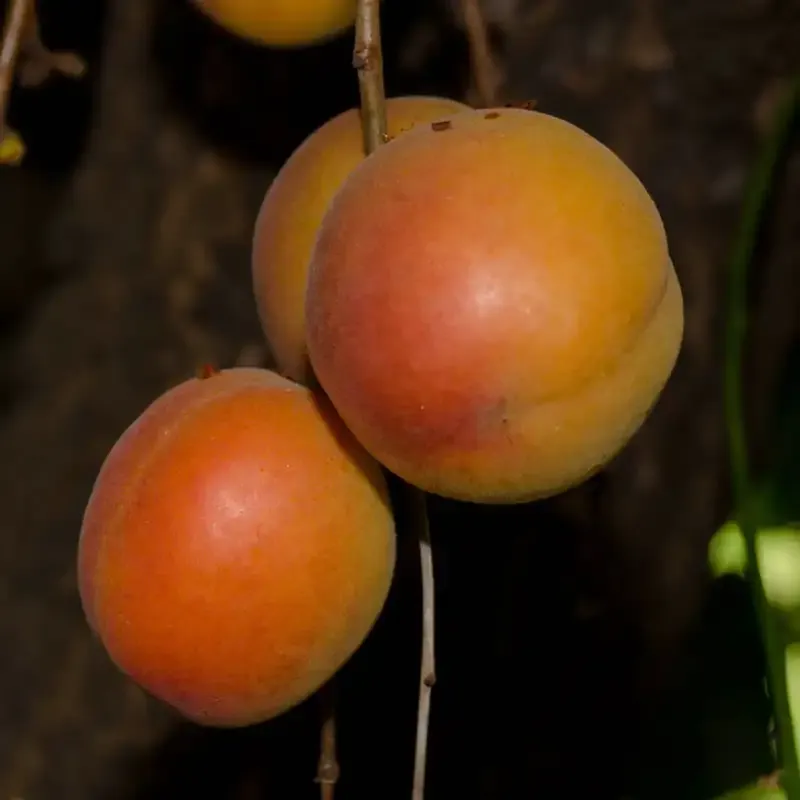 Katy Apricot Tree for Home Garden Cultivation