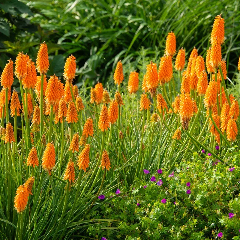 Red Hot Poker Plant Bundle (Kniphofia) - Perennial Garden Starter Set 1