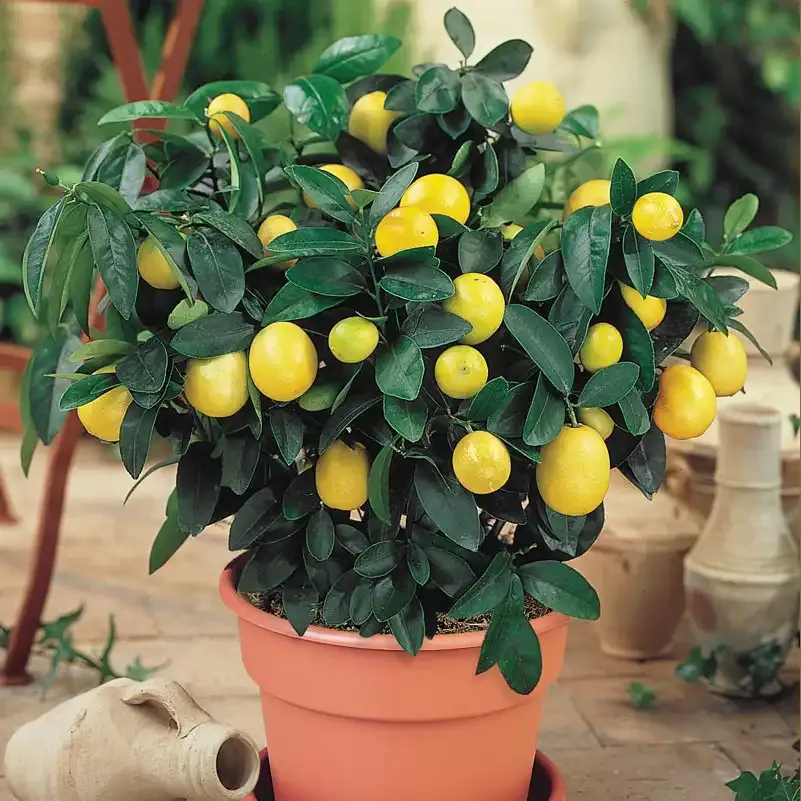 Dwarf Meyer Lemon Tree - Compact Citrus Plant for Container Gardening