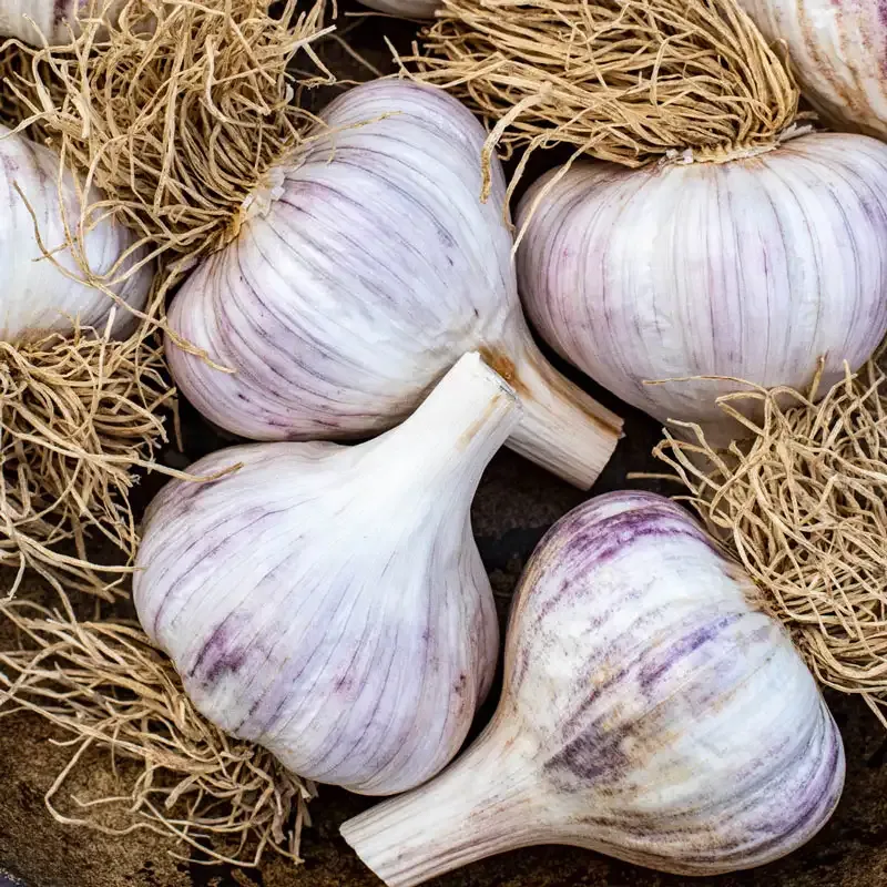 Garlic Lovers Trio - Assorted Garlic Bulb Collection for Home Gardening 1