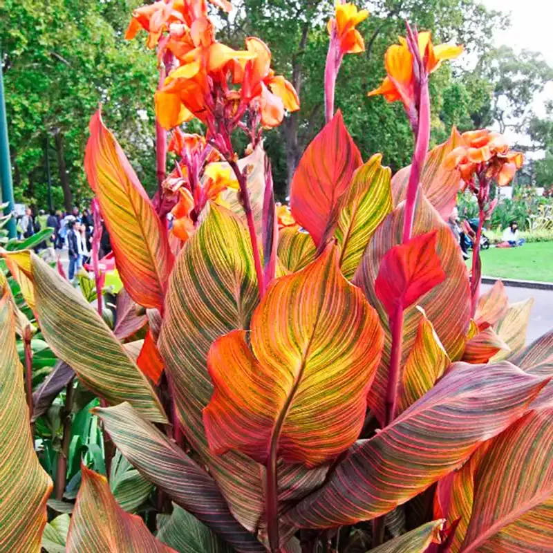 Phasion Variegated Canna Lily Tropical Perennial Rhizome