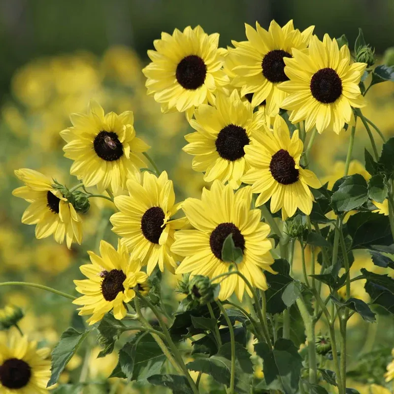 Lemon Helianthus Decorative Botanical Arrangement