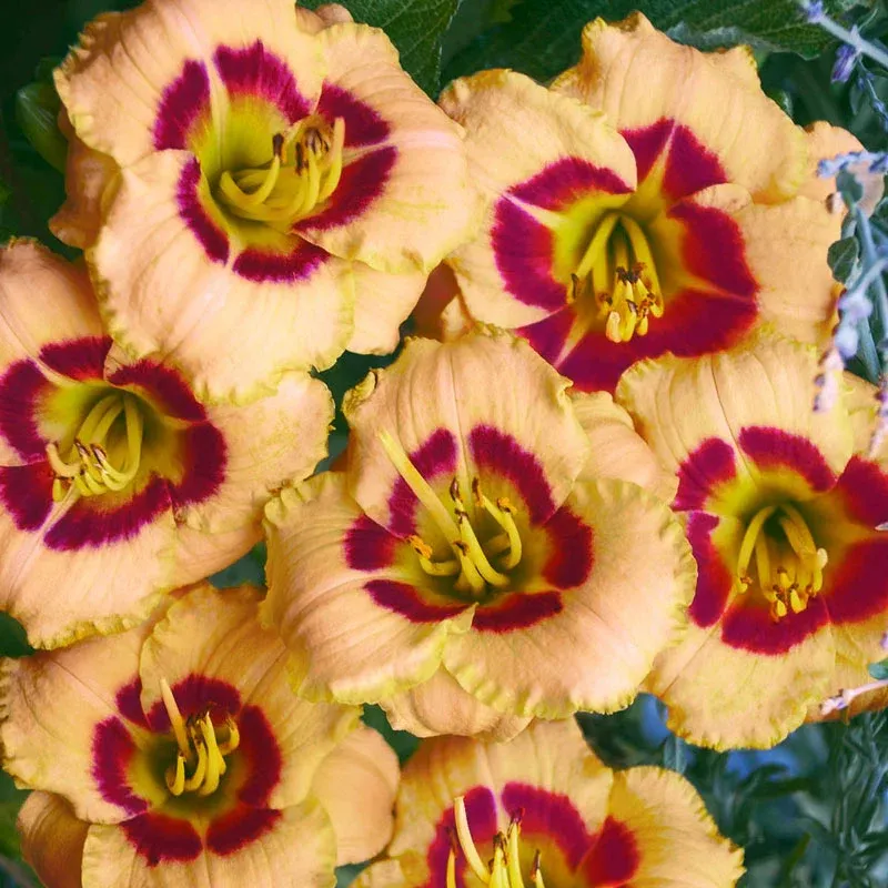 Baby Moon Cafe Reblooming Daylily Perennial Garden Plant 1