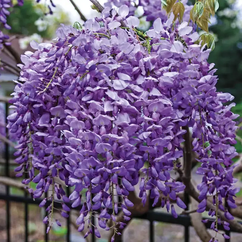 Blue Moon Wisteria (Wisteria macrostachya) Fragrant Climbing Vine 1