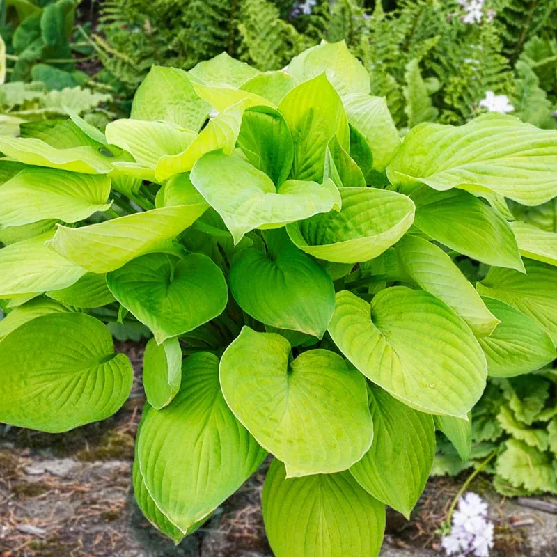 Ki-Renjyaku Double Flowering Hosta Perennial Shade Plant