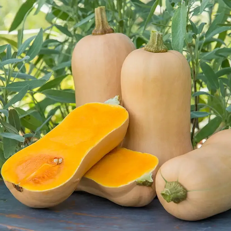 Waltham Butternut Improved Winter Squash Seeds