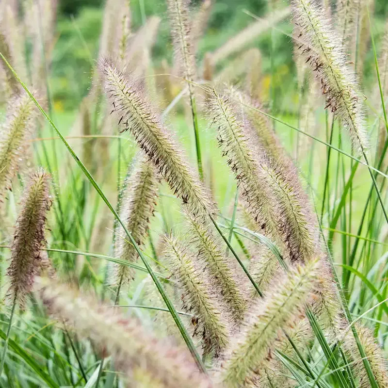 Fox Trot Fountain Grass (Pennisetum alopecuroides) Ornamental Perennial 1