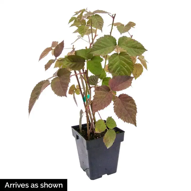 Lewis Raspberry Summer-Bearing Fruit Plant 1