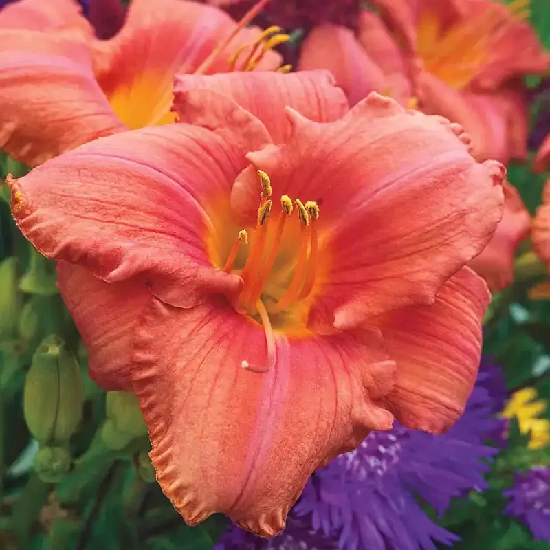 South Seas Reblooming Daylily Perennial Garden Plant 4