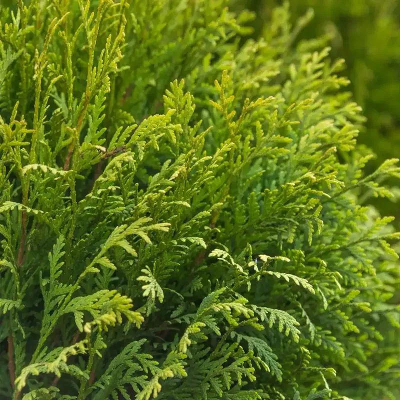 Woodward Globe Arborvitae Evergreen Hedge Shrub 1