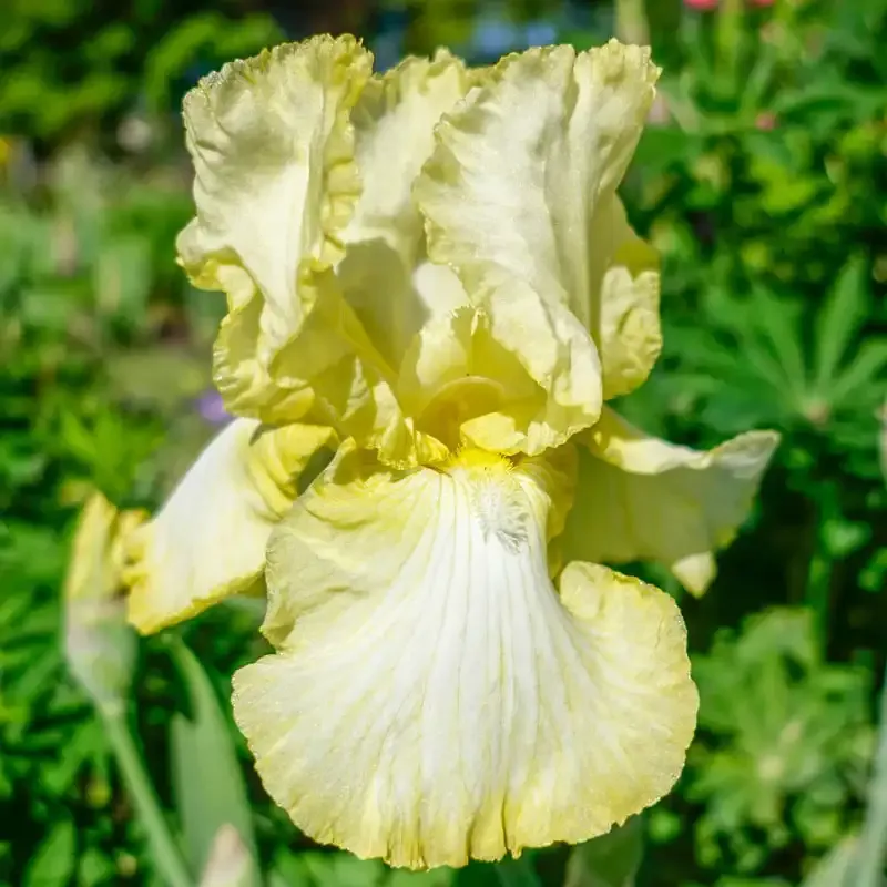 Summer Olympics Reblooming Tall Bearded Iris Rhizomes