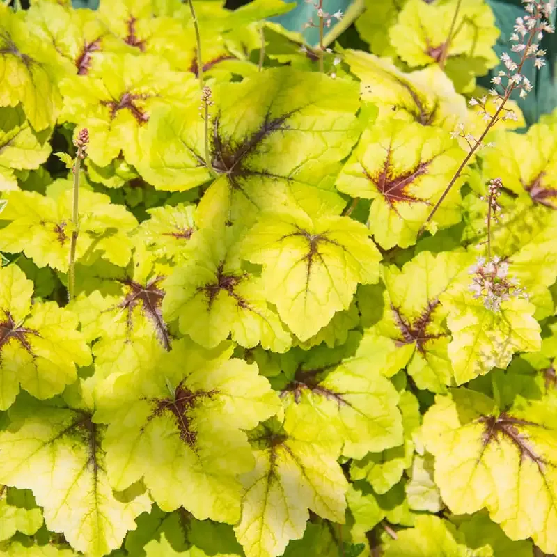 Catching Fire Heucherella Perennial Shade-Loving Foliage Plant
