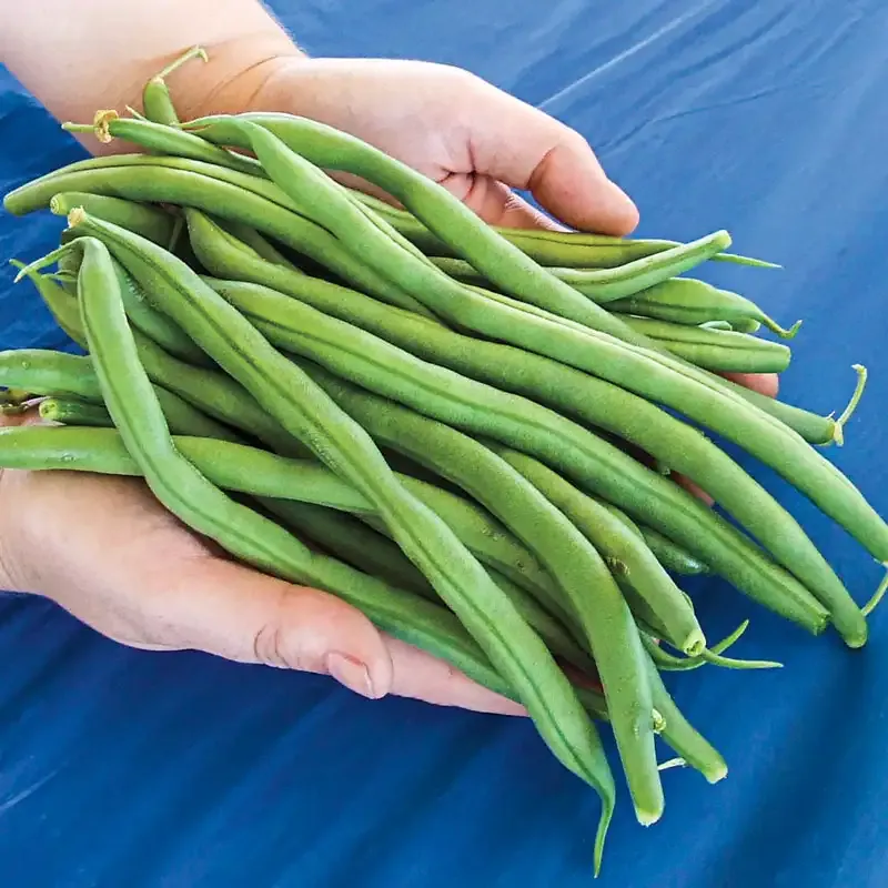 The Hulk Bush Bean Seeds - High-Yield Vegetable Variety
