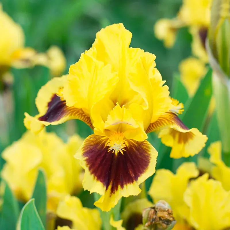 Dwarf Bearded Iris Rhizomes - Compact Early Spring Perennial Garden Plant