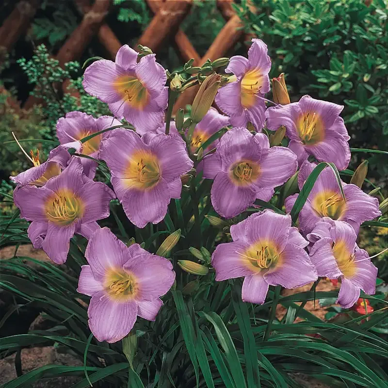 Purple de Oro Daylily Perennial Garden Plant