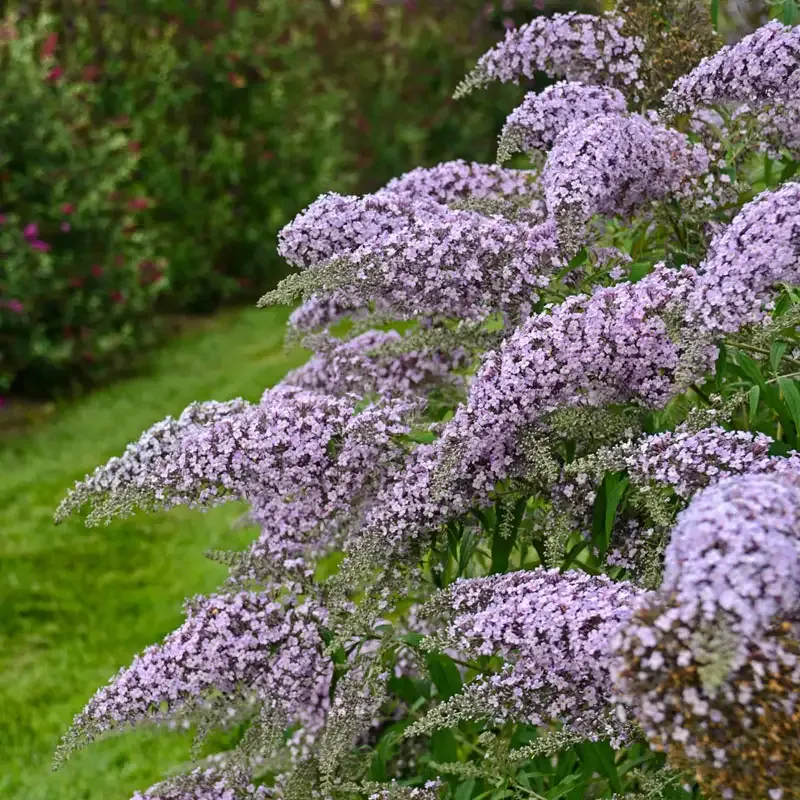 Grand Cascade Butterfly Bush Flowering Perennial Shrub