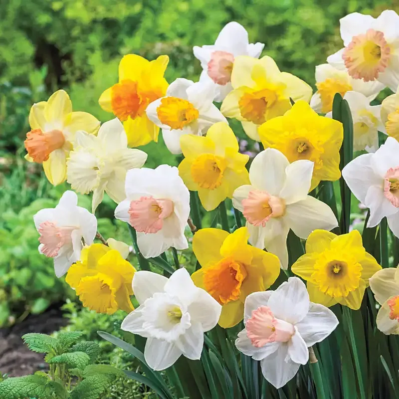 Giant Trumpet Daffodils for Naturalizing - Perennial Spring Flowering Bulbs