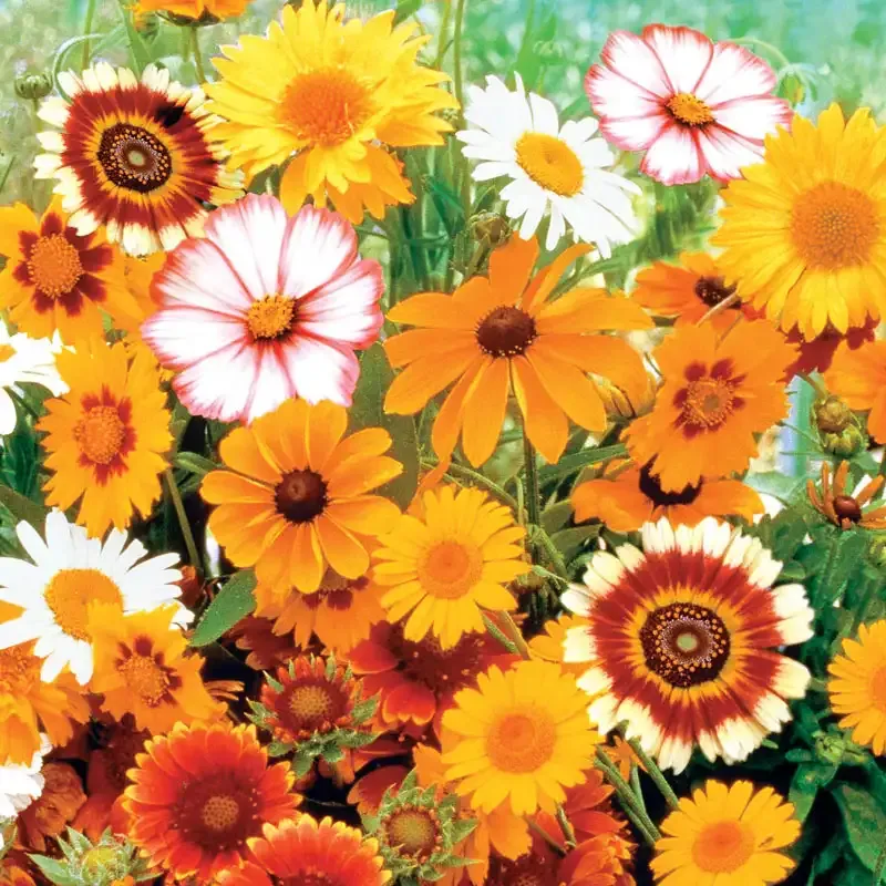 Assorted Daisy Flower Seed Mix for Garden Cultivation