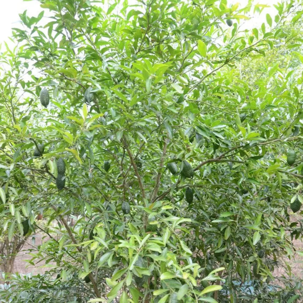 Australian Finger Lime Tree - Citrus Australasica Live Plant 2