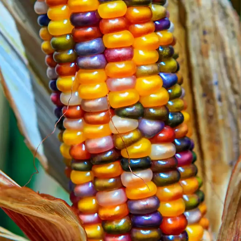 Glass Gem Heirloom Ornamental Flint Corn Seeds for Garden Planting