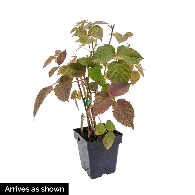 Sweetie Pie Blackberry Plant - Thornless Fruit-Bearing Shrub 1