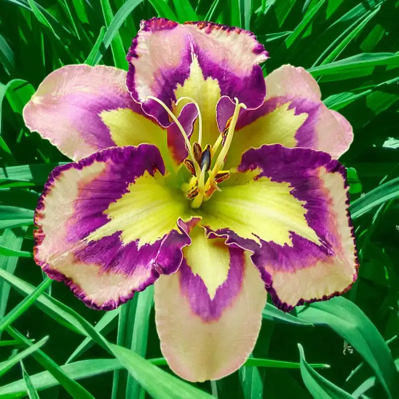 Spacecoast Behavior Pattern Reblooming Daylily Perennial Plant