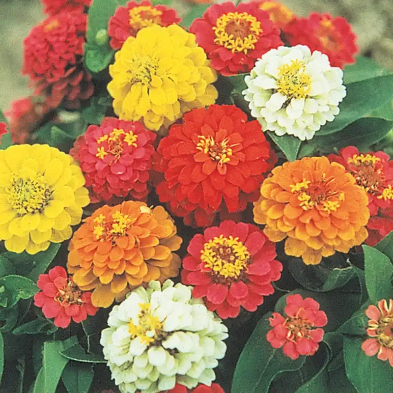 State Fair Zinnia Heirloom Flower Seeds - Tall Annual Variety