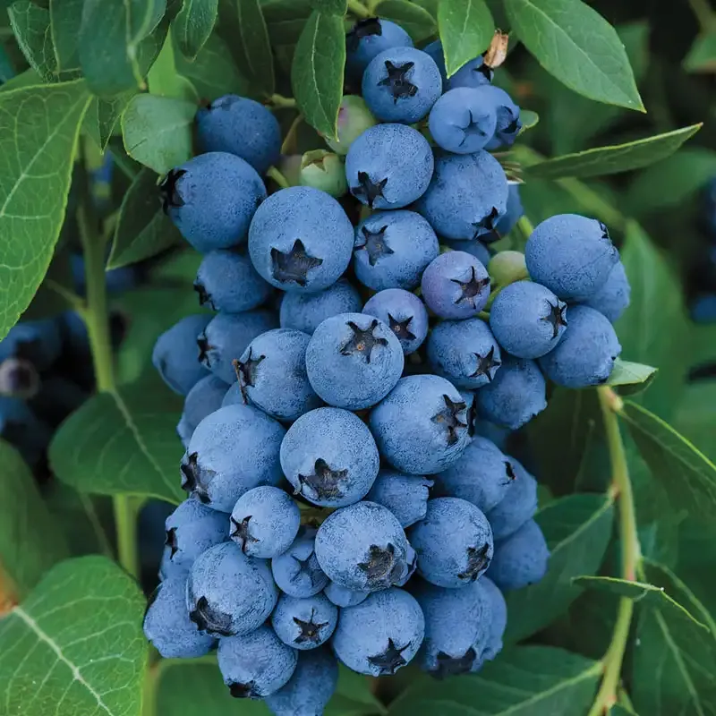 Jewel Southern Highbush Blueberry Bush - Early Season Variety